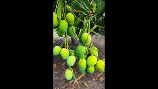 Grow mango tree from cuttingshort compost gardenlife viralvideoシ highlights shorts reelsvideo [upl. by Yalahs]