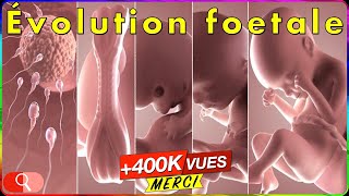 ÉVOLUTION GROSSESSE  bébé mois par mois en vidéo [upl. by Erlinna]