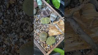 Lithops arrangement😊 lithops lithopslover succulent [upl. by Nylknarf]