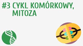 Cykl komórkowy mitoza 3  Genetyka [upl. by Niak]