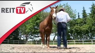 Wild Horse Action at the Salt River by Karen McLain [upl. by Tenn]