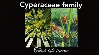 Cyperaceae family the sedge family [upl. by Nilrev]