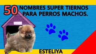 NOMBRES SUPER TIERNOS PARA PERROS MACHOS [upl. by Annaihs]