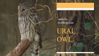 Ural Owl Strix Uralensis [upl. by Eleaffar]