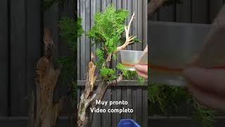 Thuja Occidentalisbonsaiaficionado jardin bonsai [upl. by Nuriel]