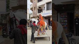 💫 बंदोली 😍🫶 shorts youtubeshorts horseriding horselover rajputana rajputiwedding rajasthan [upl. by Bjork]