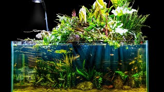 Natural Jungle Aquascape w Emergent Plants Riparium Build [upl. by Heck]