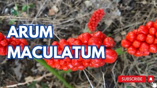 Arum maculatum  Cuckoopint [upl. by Aindrea]