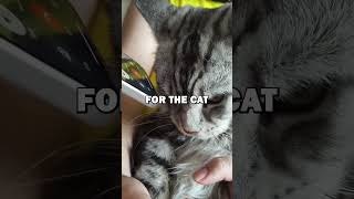 CAT IPHONE TOUCH ID pets cat catlover [upl. by Adnilak]