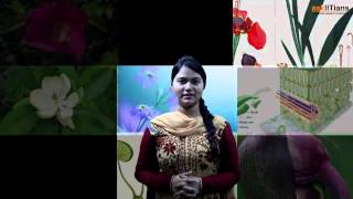 Anatomy of flowering Plants  Biology  Class 11  NEET  AIIMS  askIITians [upl. by Poirer]