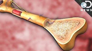 What Does Bone Marrow Actually Do [upl. by Bum]