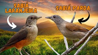 SABIÁLARANJEIRA CANTANDO e SABIÁ PARDA CHAMANDOSABIÁ BARRANCO CHAMANDO [upl. by Anattar]