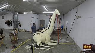 Giraffe Taxidermy Time Lapse [upl. by Hgielar]