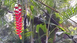 Heliconia rostrata  Hanging Lobster Claw Tropical Flower  Bird of Paradise [upl. by Icram]