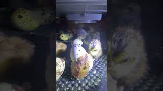 Coturnix Quail Hatching [upl. by Esirrehc531]