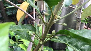 Egg fruit plant  Canistel  Pouteria Campechiana  October update with flowers [upl. by Nithsa449]