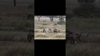 The best lion fighting ever filmed PART 1 [upl. by Nyleuqaj]