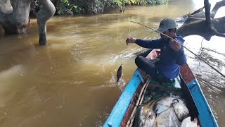 IKAN TAWES DAN IKAN KELABAU JUMBO [upl. by Naie]