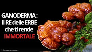 Ganoderma il Re delle Erbe [upl. by Brynna]