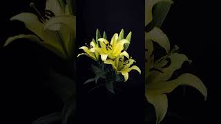 Lilium brownii Time Lapse FlowerTimeLapse timelapse short [upl. by Laurance]