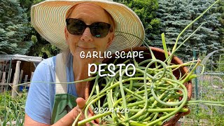 Garlic Scape Harvest amp Pesto 2024 26 [upl. by Leann]