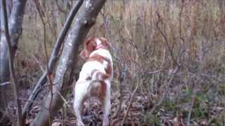 Ruffed Grouse Hunting October 13 2012 the Cabins At Lopstick Pittsburg NH [upl. by Lieno]