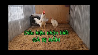 DẤU HIỆU NHẬN BIẾT GÀ BỊ NHIỄM NẤM [upl. by Weismann]