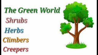 Shrubs Herbs Climbers and Creepers  Grade 1 Science  The green world [upl. by Hacceber154]