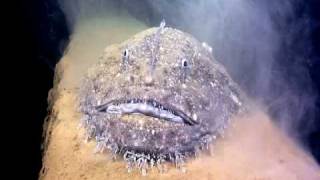 Monk Fish [upl. by Ydnil689]