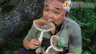 EBS 다큐프라임  Docuprime독버섯죽음에 이르는 유혹001 [upl. by Juana]