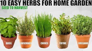 Top 10 Easy To Grow Herbs For Beginners  SEED TO HARVEST [upl. by Sirmons]