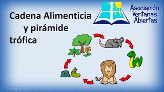 cadena alimenticia y pirámide trófica 2 3er grado de primaria [upl. by Serafine]