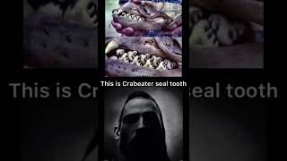 カニクイアザラシの歯 Crabeater seal tooth Mrincredible meme [upl. by Saudra389]