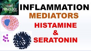 INFLAMMATION Part 4 Chemical Mediators HISTAMINE amp SEROTONIN [upl. by Ettezzus]