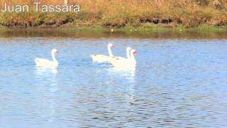 CISNE COSCOROBA Coscoroba coscoroba [upl. by Garlaand]