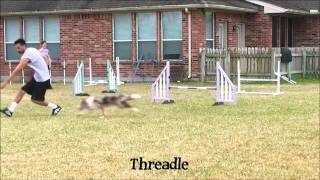 How to Structure Your Dog Agility Training [upl. by Yentrac]