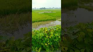 Desh Mera Rangeela shortvideo viralvideo naturlove india [upl. by Marijn86]