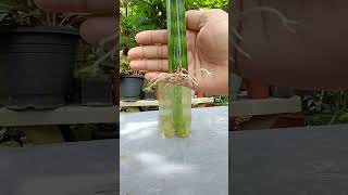 Sansevieria Fernwood leaf Propagation in water plantingtips plantpropagation [upl. by Nodlew]