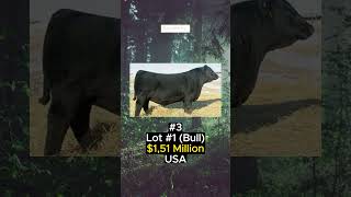 4 Of Most Expensive Animal Ever Sold [upl. by Jamnes]