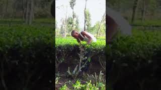 Tea plant cutting skill [upl. by Rainie]