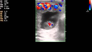 Color Doppler Ultrasound of a 26 day equine pregnancy [upl. by Godwin298]