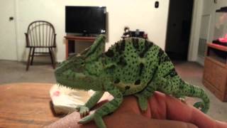 Veiled chameleon 6 month old [upl. by Eisoj889]