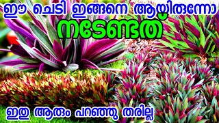 ഈ ചെടി ഇങ്ങനെ ആയിരുന്നോ വളർത്തേണ്ടിയിരുന്നത്Rhoeo plant malayalammoses plant [upl. by Lraed]