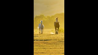 Fall at Wyomings Dude Ranches [upl. by Aniarrol]