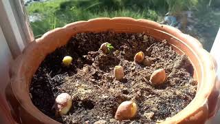 How to grow peanuts  very easy [upl. by Aleetha]