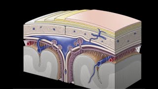 ANATOMIE MENINGES CRANIENNES [upl. by Yrrek]