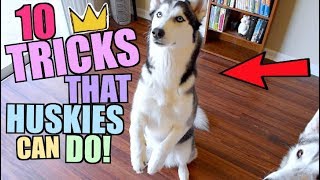 10 Tricks Any Siberian Husky Can Do [upl. by Nylzor]