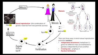 Dihybrid inheritance OCR A ALevel Biology 612 Patterns of inheritance [upl. by Arihaj728]