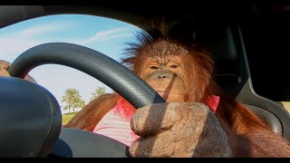 Animalias Orangutan Rambo loves her electric car [upl. by Sara]