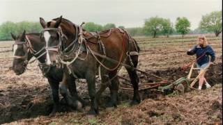 Legacy of the Percheron Horse in America [upl. by Alina]